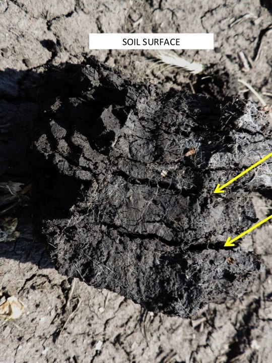  platy nature of the soil structure