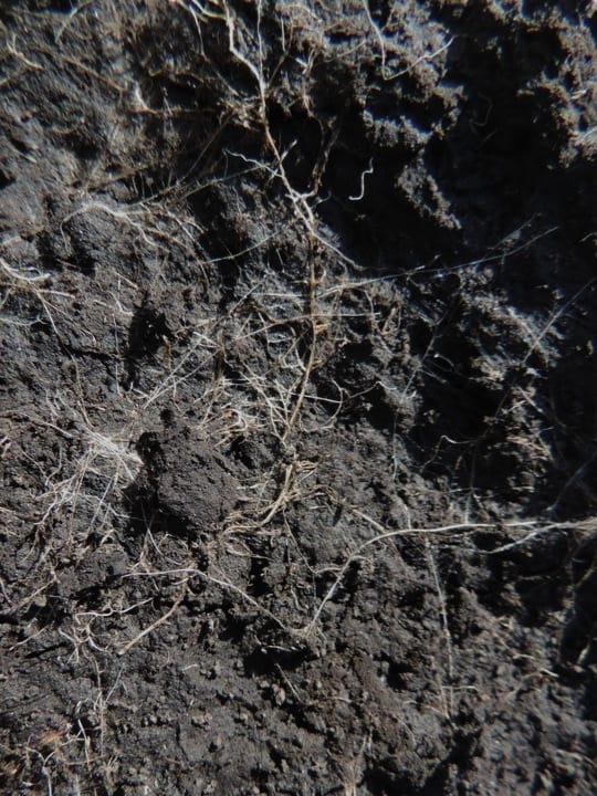 Managing to Reduce Soil Compaction