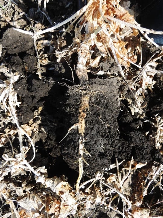 Managing to Reduce Soil Compaction