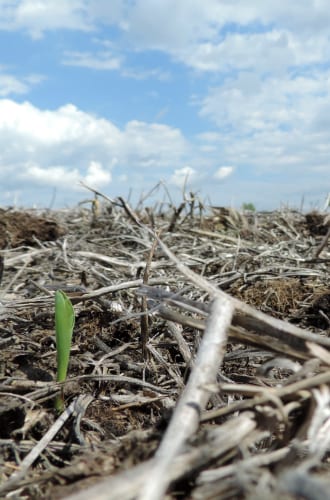 Soil Organic Matter