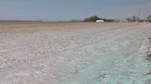 No-till wheat field