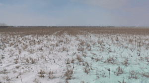 Cover Crop
