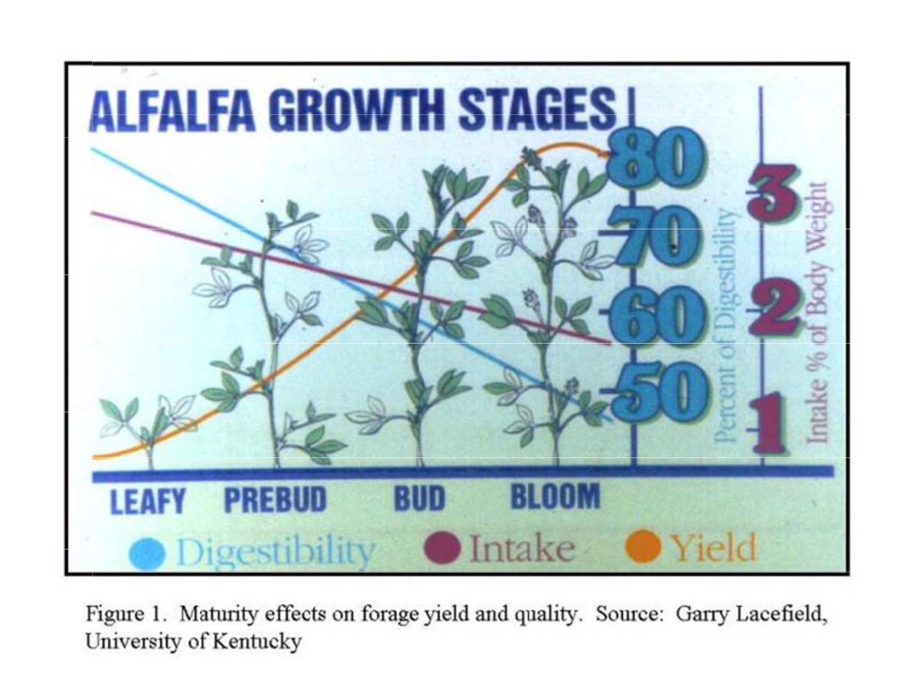 Maturity-effects
