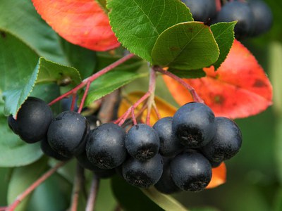 Aronia