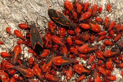A swarm of boxelders, a red insect