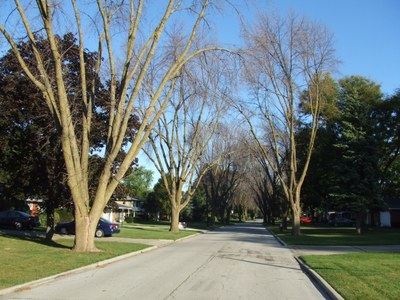 A street with ash trees showing signs of Emerald ash borer damage 