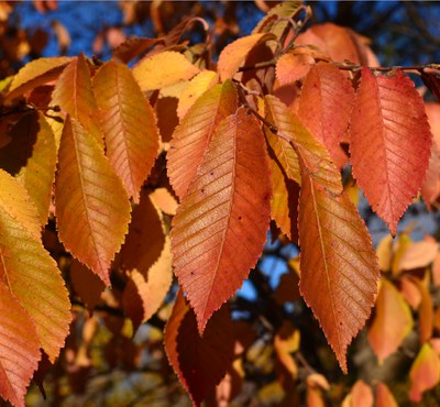 Cluster of Northern Empress Japanese Elm orange leaves