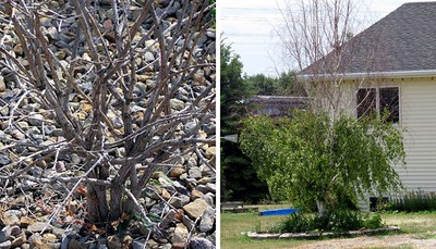 Left: Close-up of a bush with rock mulch damage. Right: A bush missing leaves on top due to rock mulch damage.