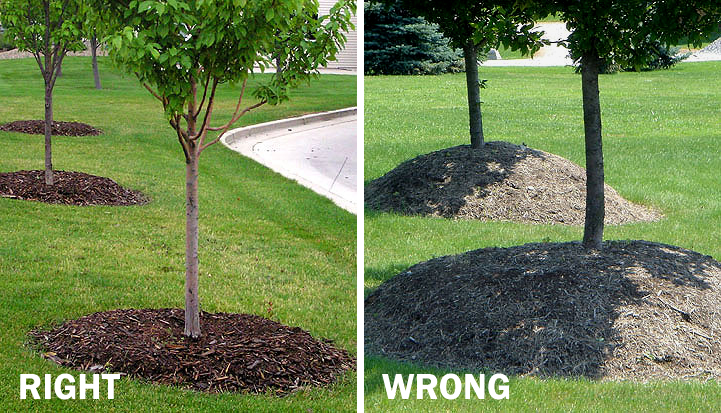 Left: Proper tree mulching, with 4-inch depth. Right: Incorrectly piled mulch too high near the trunk.