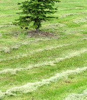 Lawn with lawn clippings left on it