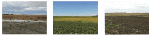 Saline Soil
