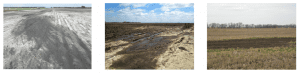 Sodic Soil