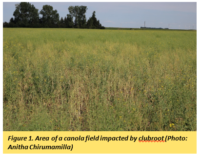 canola impacted