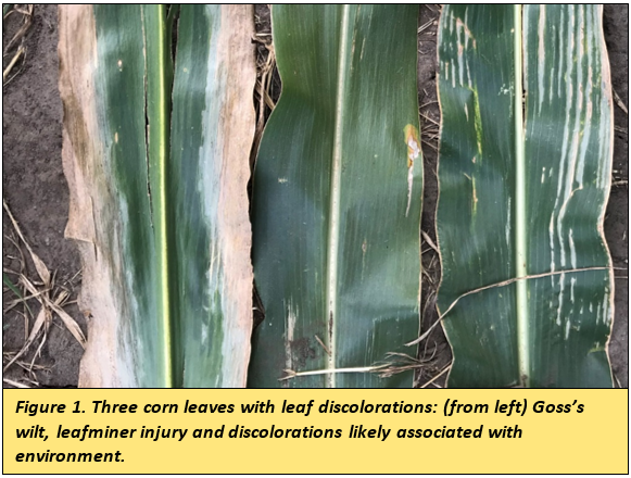 corn leaves