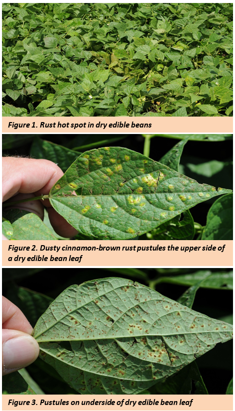dry edible leaf