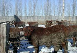 Clean steers in bedded pens gained faster.               No bedding steers carry significant manure tag.