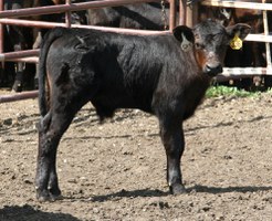 Calf After Branding