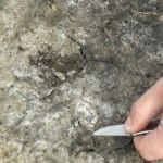 sodic soil
