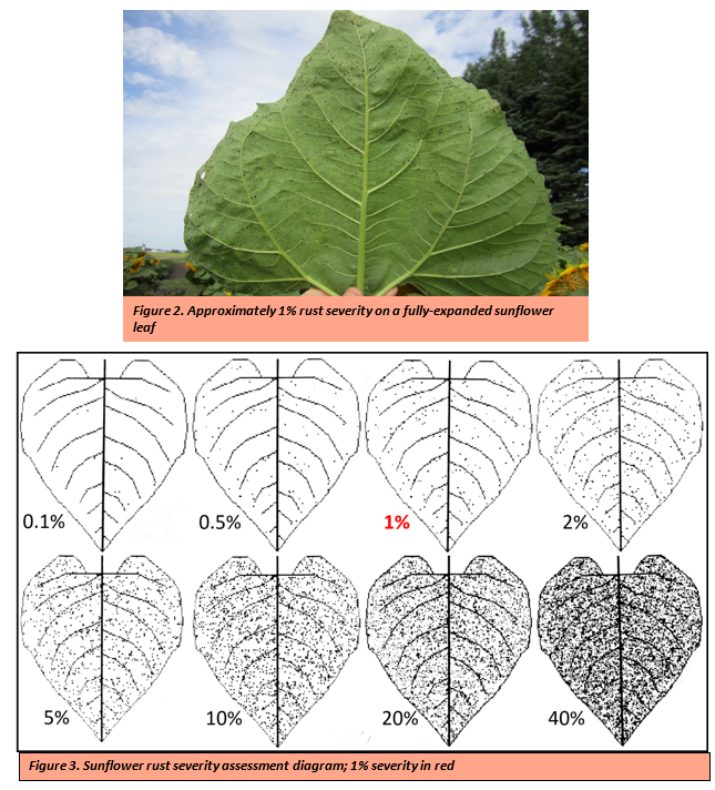 sunflower leaf
