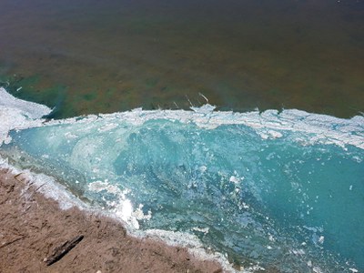 An algae bloom in Walsh County tested positive for toxic cyanobacteria. (Photo: Walsh County Soil Conservation District)