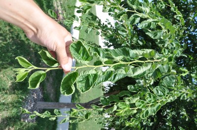 Leaf cupping of hybrid elm due to exposure to growth regulator-type herbicides.