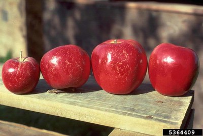 Red apples showing white powdery mildew