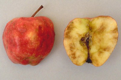 A halved apple - left side is skin up, right side is flesh up showing apple maggot tunnels and flesh damage