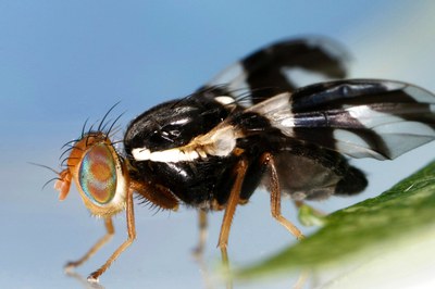 Close up of an apple maggot fly