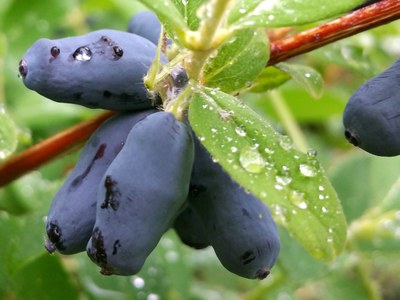 Ripe Canadian Haskaps on a branch