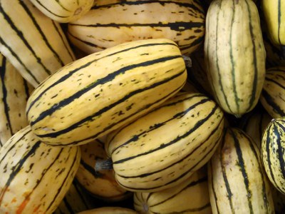 Pile of harvested Delicata Winter Squash