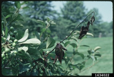 Young shoots of an apple tree, blackened and shaped like a shepherd's crook from fireblight