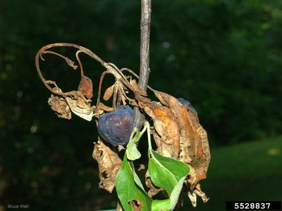 Fruit on a branch darkened and shriveled by fireblight