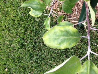 Leaf showing irregular yellow blotches on leaf margins of honecrisp leaf mottling