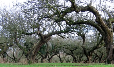 Old apple trees in an orchard with bare branches