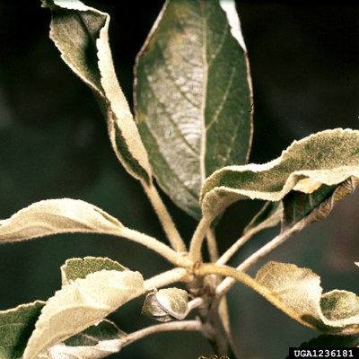 Apple leaves curled from powdery mildew