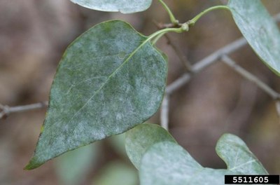 Powdery mildew on the upper surface of a lilac leaf
