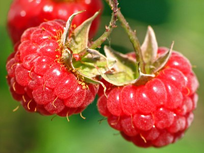 Close up of ripe red raspberries