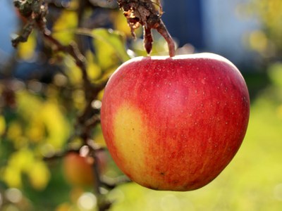 Ripening apple apple, mostly red with some green-yellow