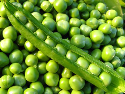 Close up of Shelled Shell Peas