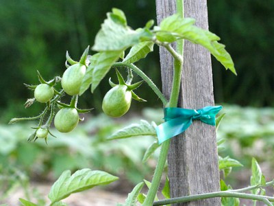 Tomato vine attached to a garden stake for support