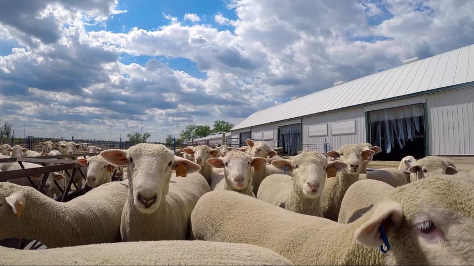 sheep in a pen