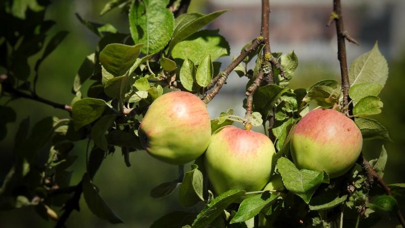 apple tree with fruit