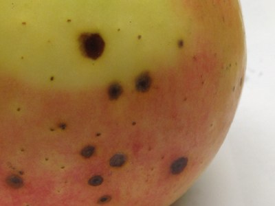 The bitter pit lesions then become brown and slightly sunken