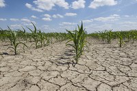 Picture of a field during a drought