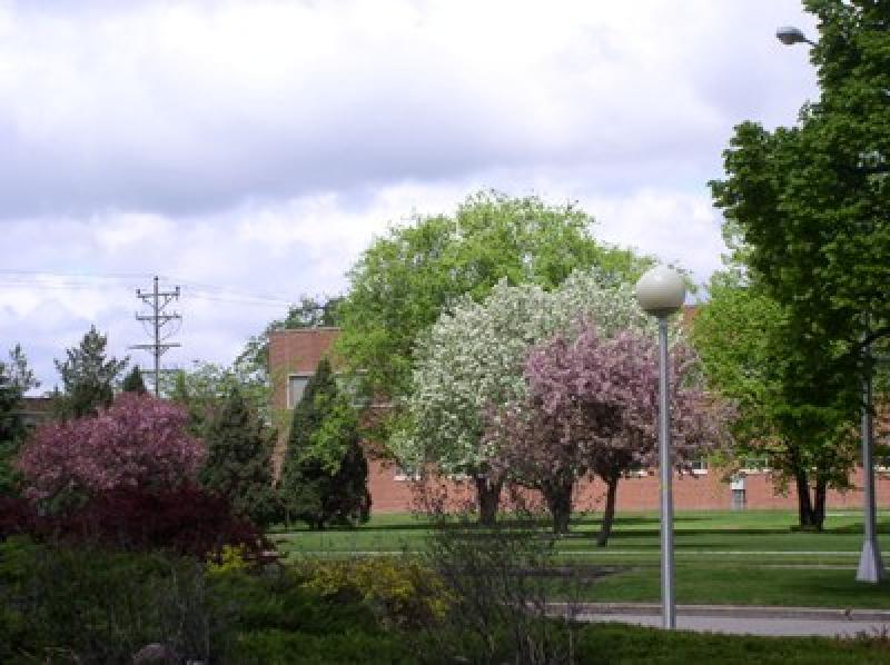 Diverse planting of trees in front of building