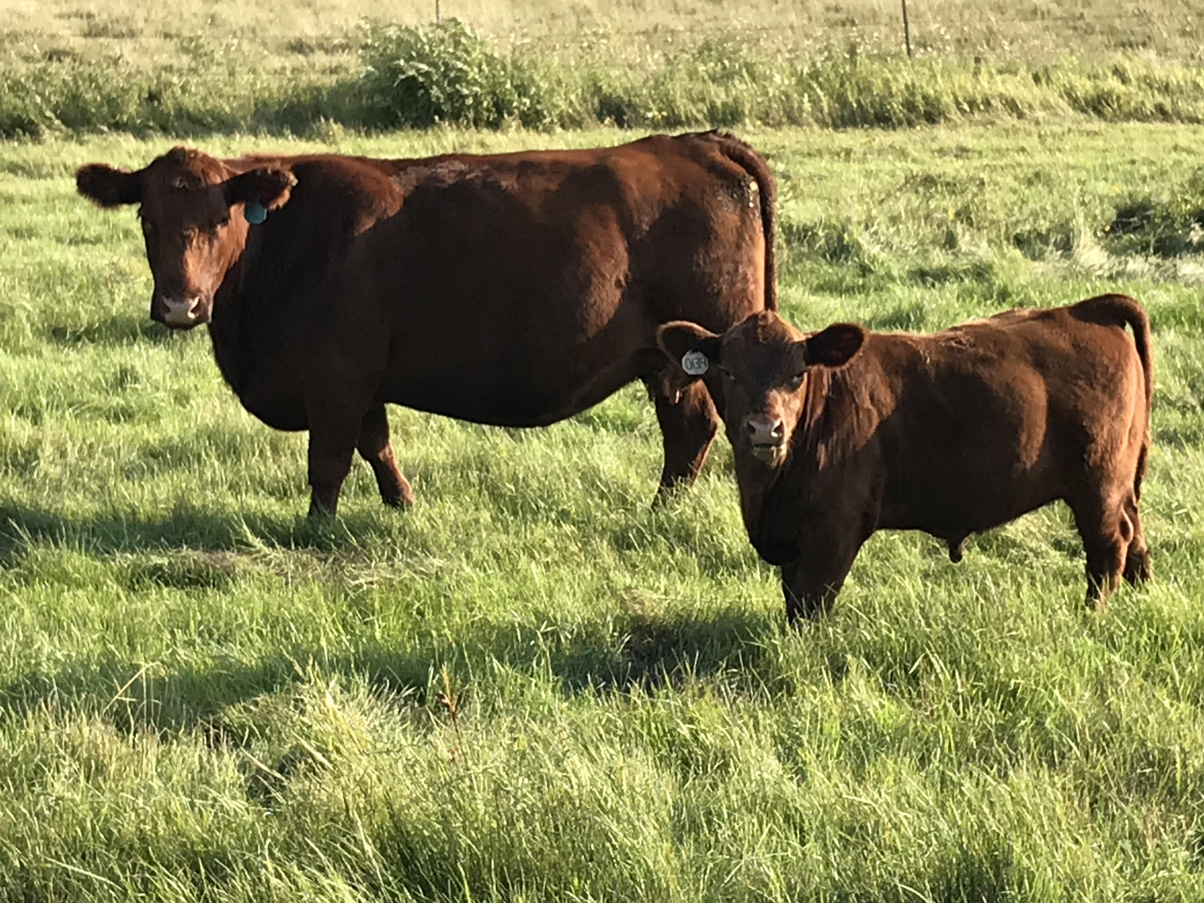 Cow with calf stokka