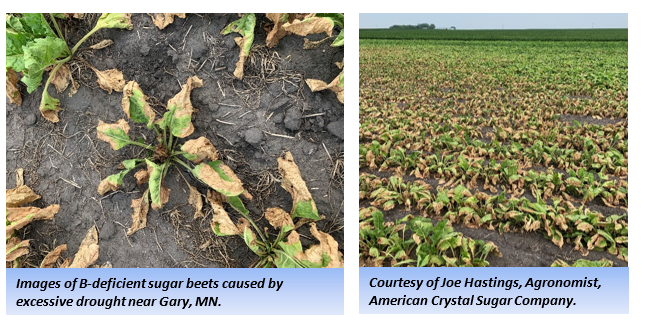 Images of B-deficient sugar beets caused by excessive drought near Gary, MN.