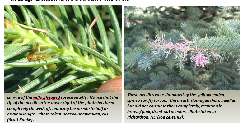 Yellowheaded spruce sawfly larvae damage needles, shortening them and causing brown/pink, dried-out needles. Photos taken near Minnewaukan & Richardton, ND.