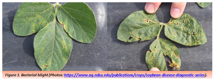 Figure 1. Bacterial blight