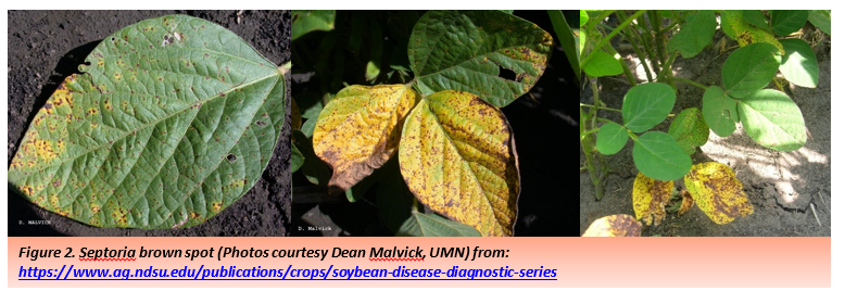 Figure 2. Septoria brown spot